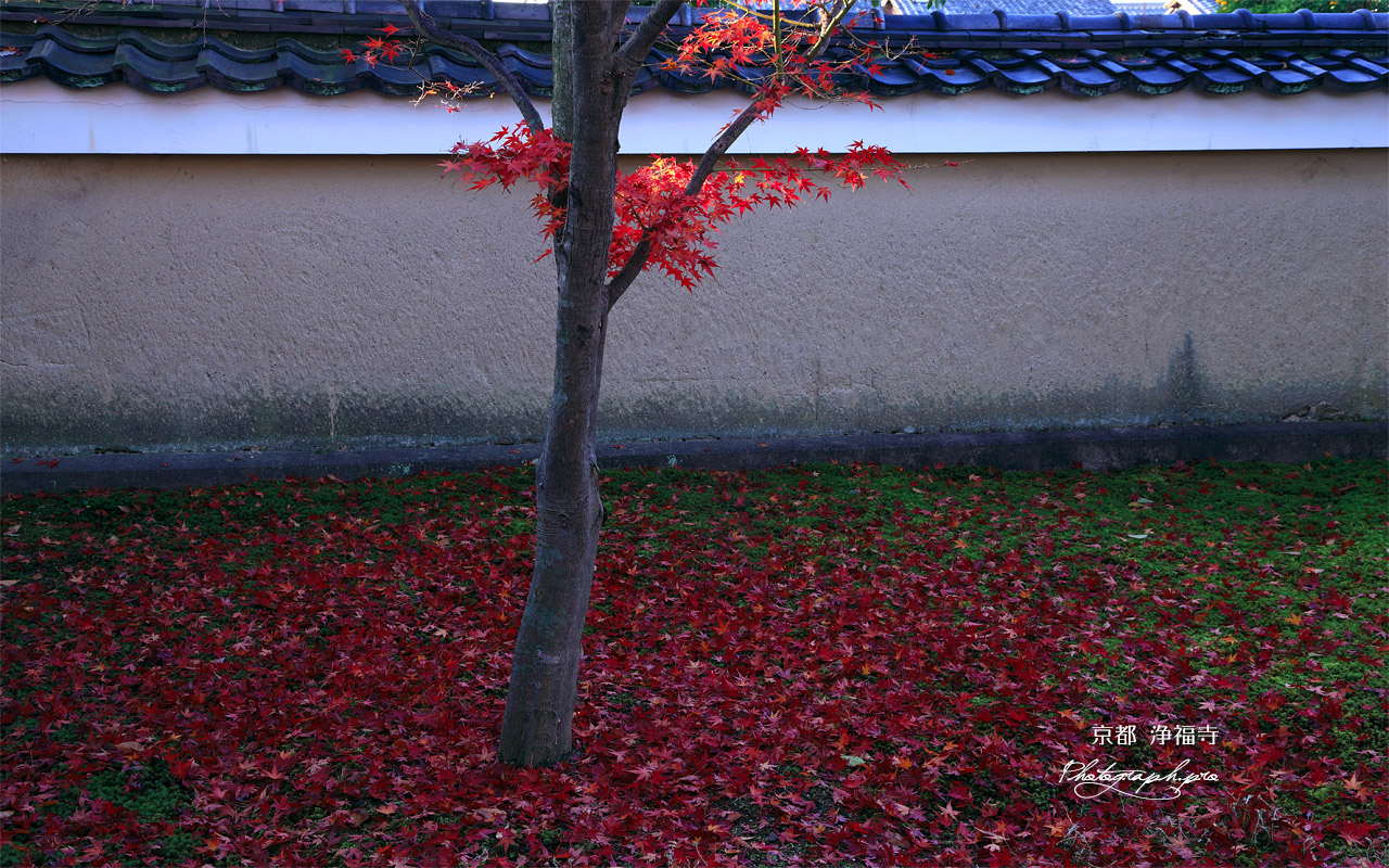 浄福寺 散り紅葉 壁紙