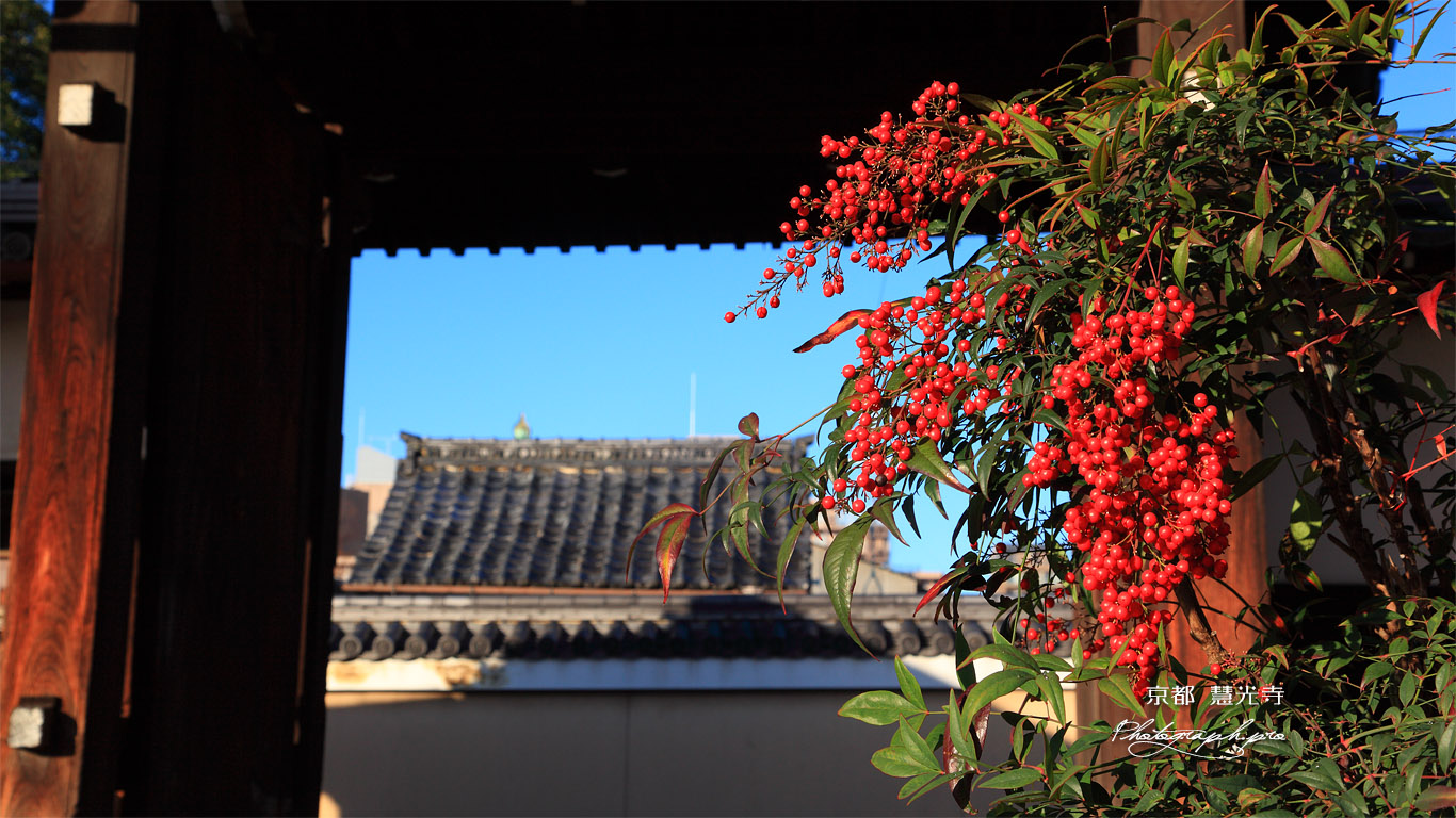慧光寺 ナンテンと山門 壁紙