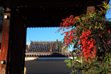 慧光寺 南天と山門