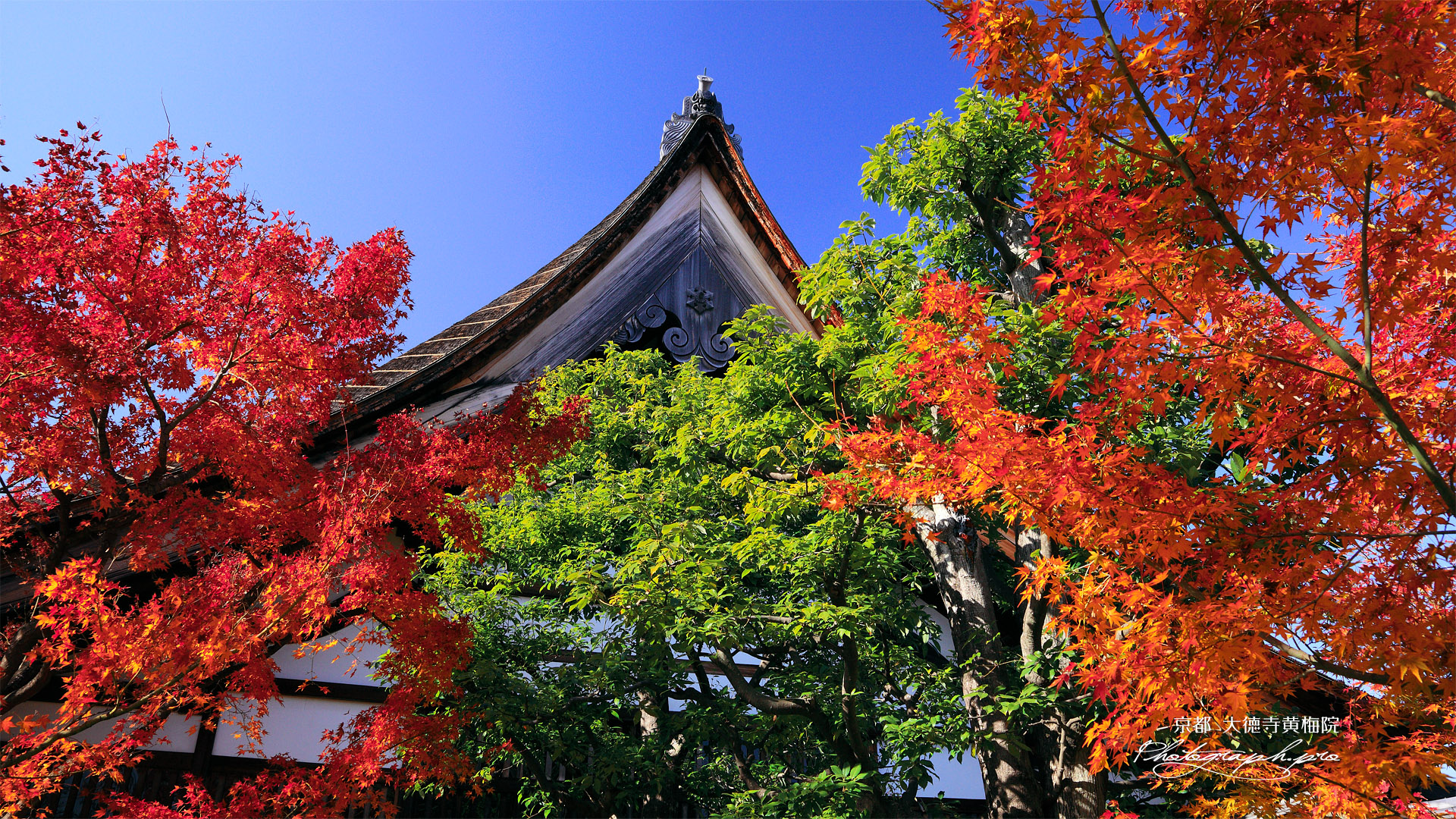 黄梅院 紅葉と庫裏