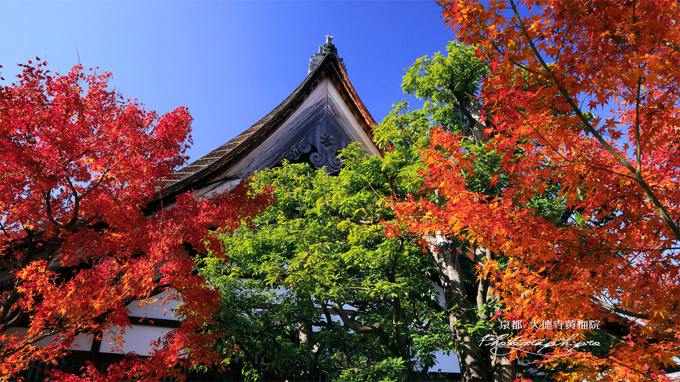 黄梅院 紅葉と庫裏 壁紙