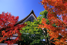 黄梅院