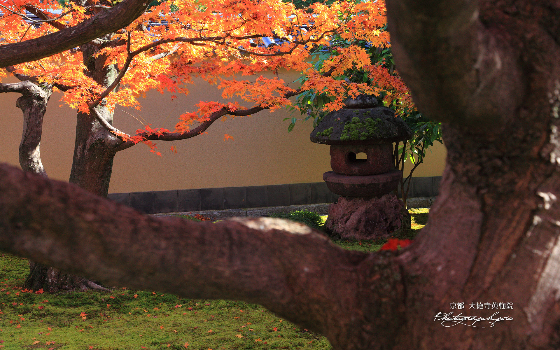 黄梅院 石灯籠と紅葉
