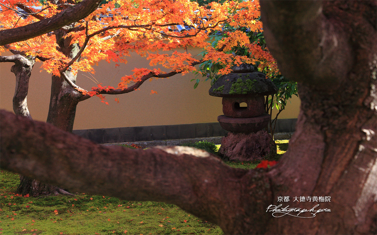 黄梅院 石灯籠と紅葉 壁紙
