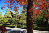 大徳寺 紅葉と仏殿