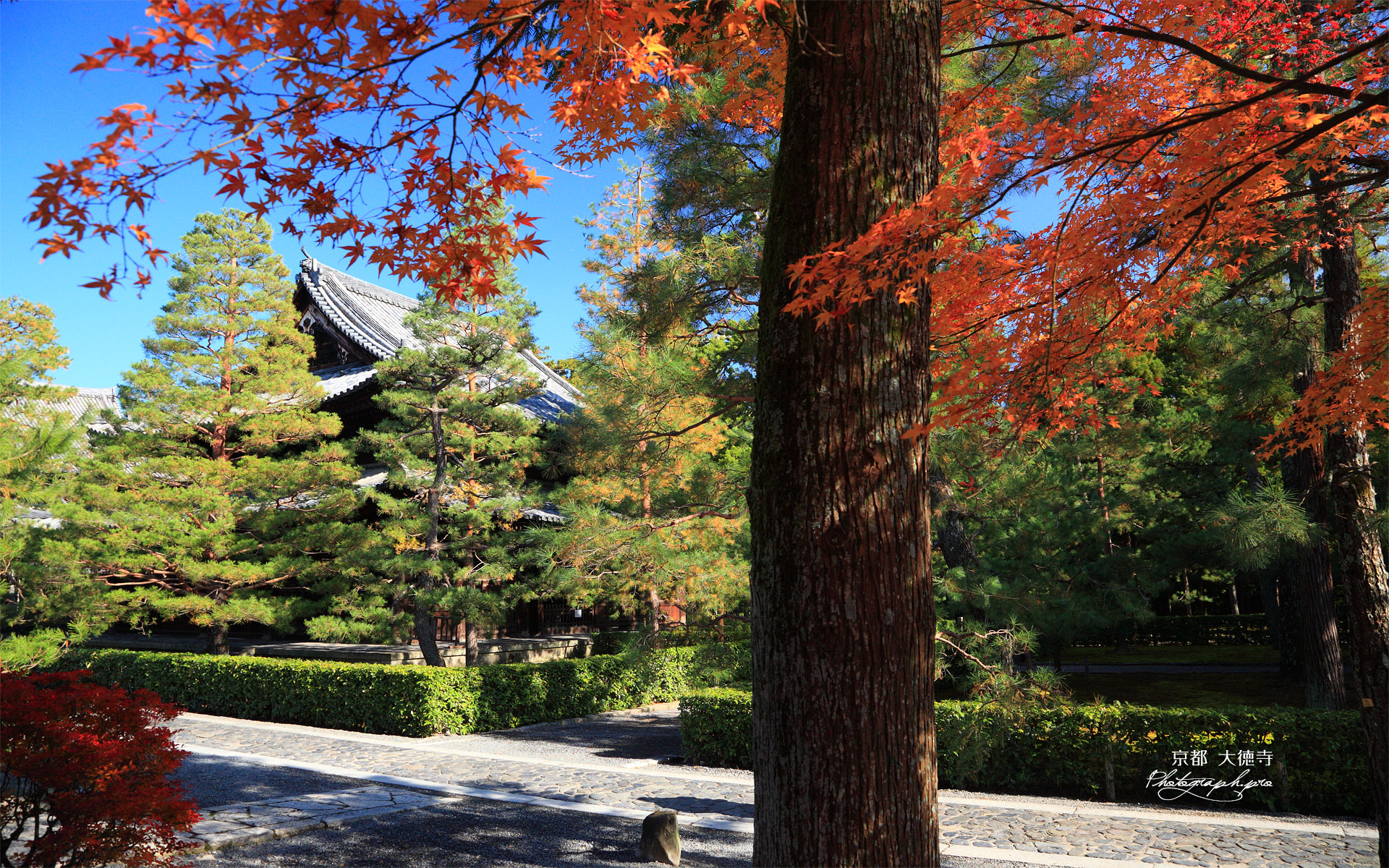 大徳寺 紅葉と仏殿
