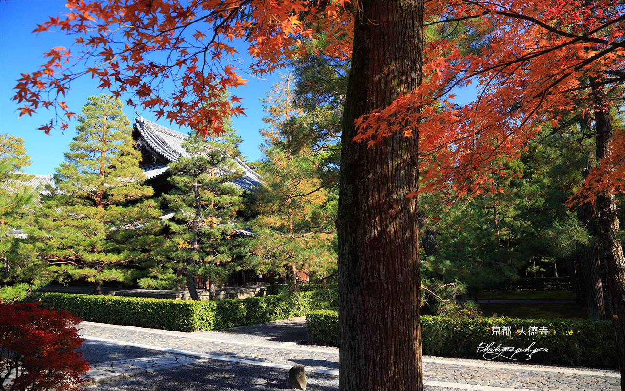 大徳寺 紅葉と仏殿 壁紙