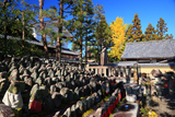 大徳寺 千躰地蔵塚と公孫樹黄葉