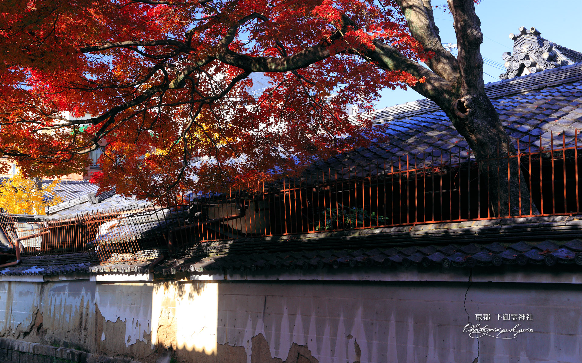 下御霊神社 築地塀と紅葉