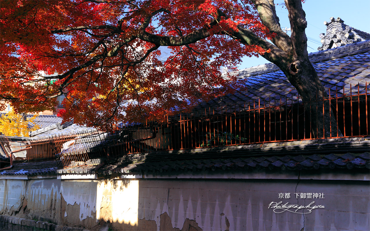 下御霊神社 築地塀と紅葉 壁紙