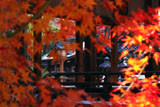 下御霊神社 紅葉越しの拝殿と天満宮社