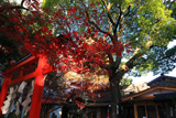 若一神社 紅葉