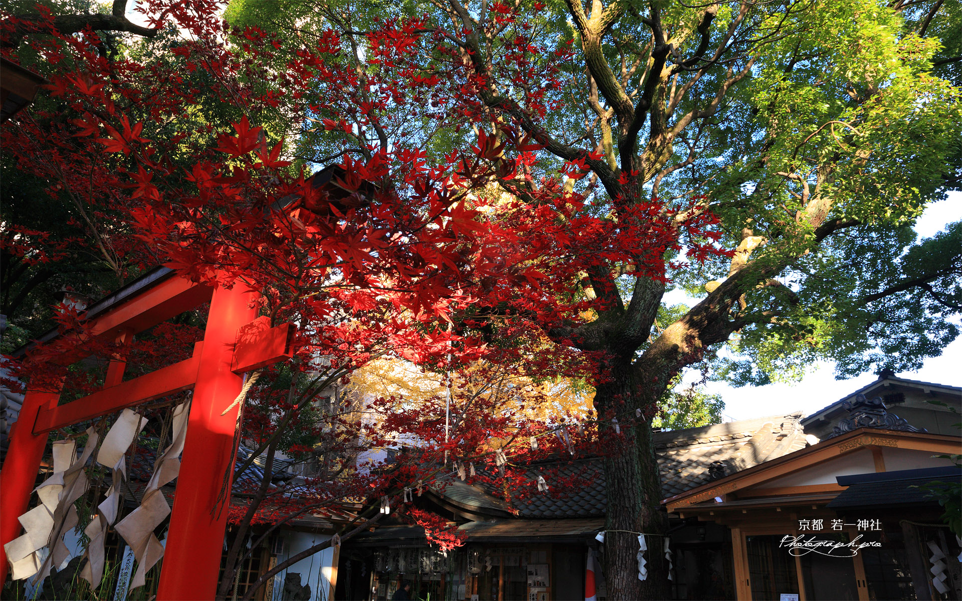 若一神社 紅葉