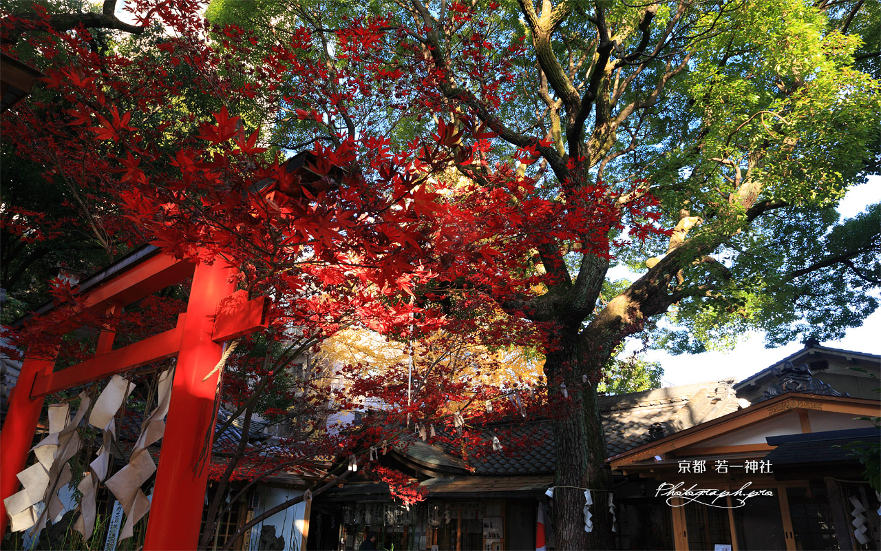若一神社 紅葉 壁紙