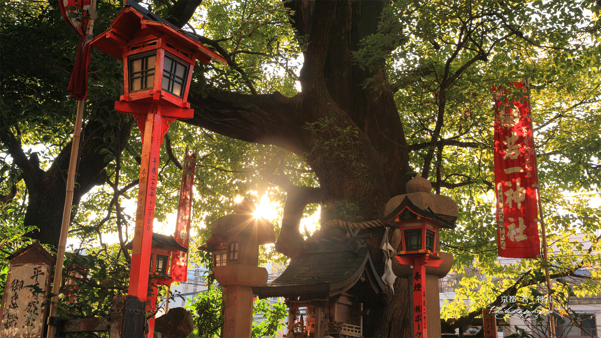 若一神社 西日を浴びる楠社
