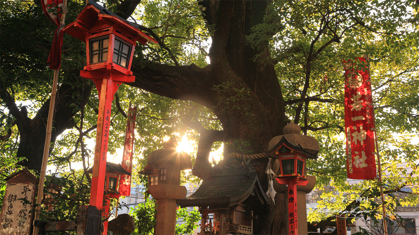 若一神社 西日を浴びる楠社 壁紙