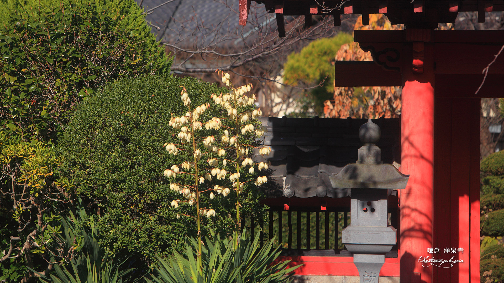 浄泉寺のユッカ蘭