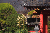 浄泉寺のユッカ蘭