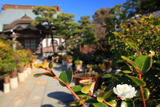 本龍寺の千重咲き山茶花