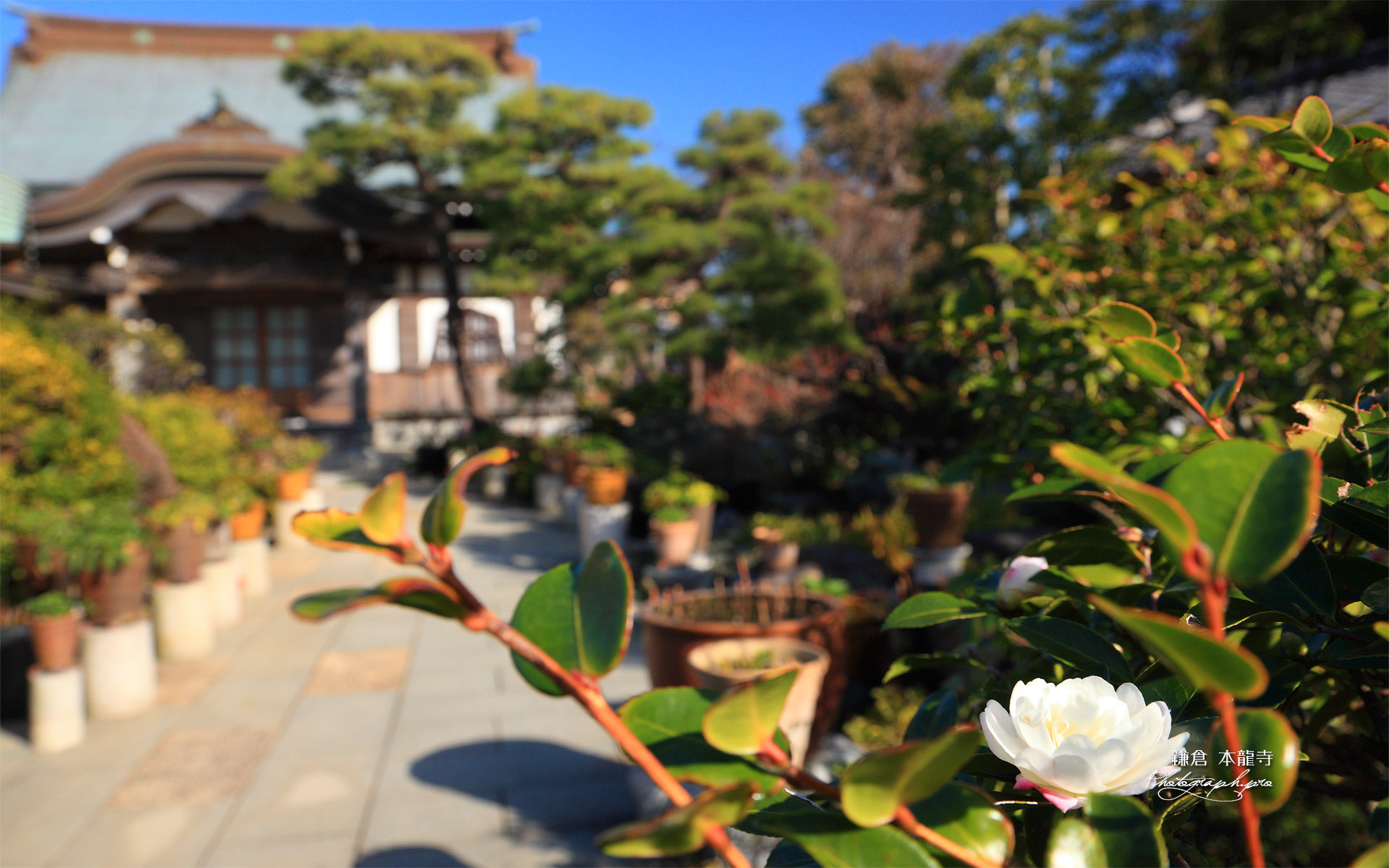 本龍寺の千重咲き山茶花