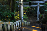 江の島 猫と児玉神社鳥居