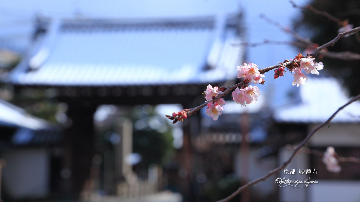 妙蓮寺 御会式桜と雪化粧の山門 壁紙