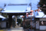 妙蓮寺 御会式桜と雪化粧の山門