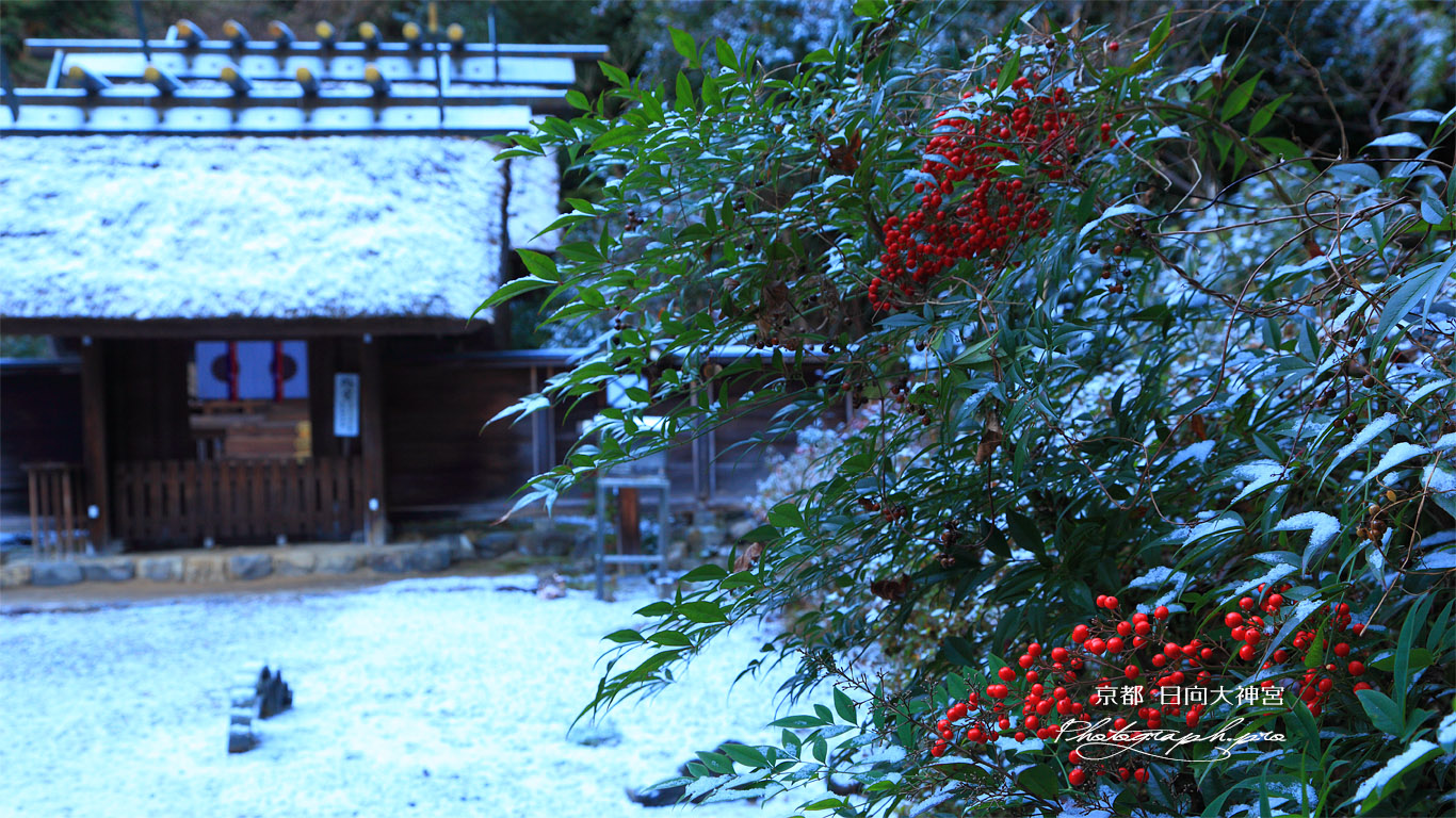 日向大神宮 南天と淡雪の外宮 壁紙