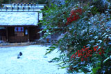 日向大神宮 南天と淡雪の外宮