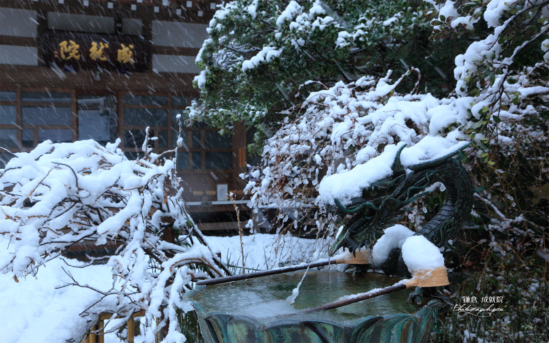 成就院 冠雪した手水鉢の龍
