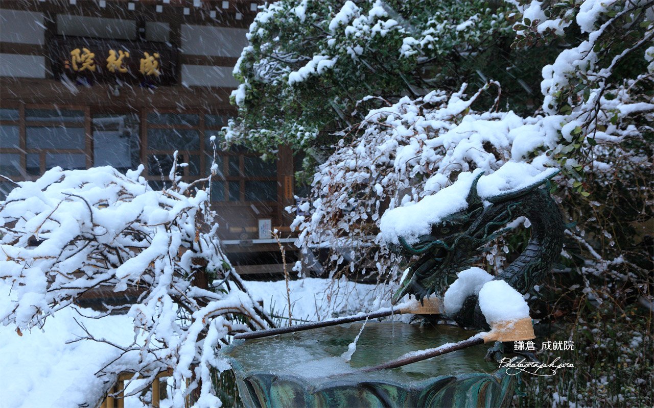 成就院 冠雪した手水鉢の龍 壁紙