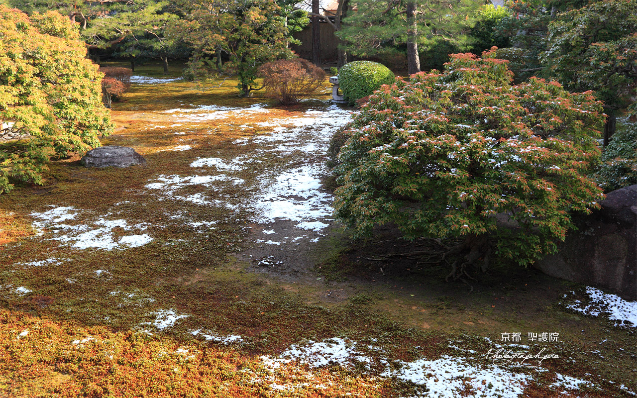 聖護院 泡雪の書院庭園 壁紙