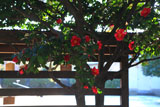 綾戸国中神社 山茶花