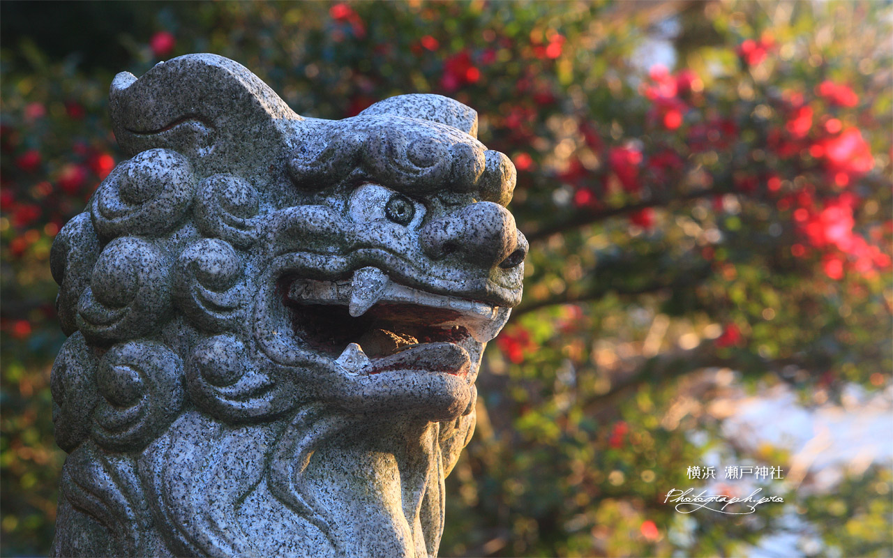 瀬戸神社 狛犬と椿 壁紙