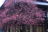 興正寺 雪降る紅梅