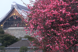 興正寺 風花舞う紅梅