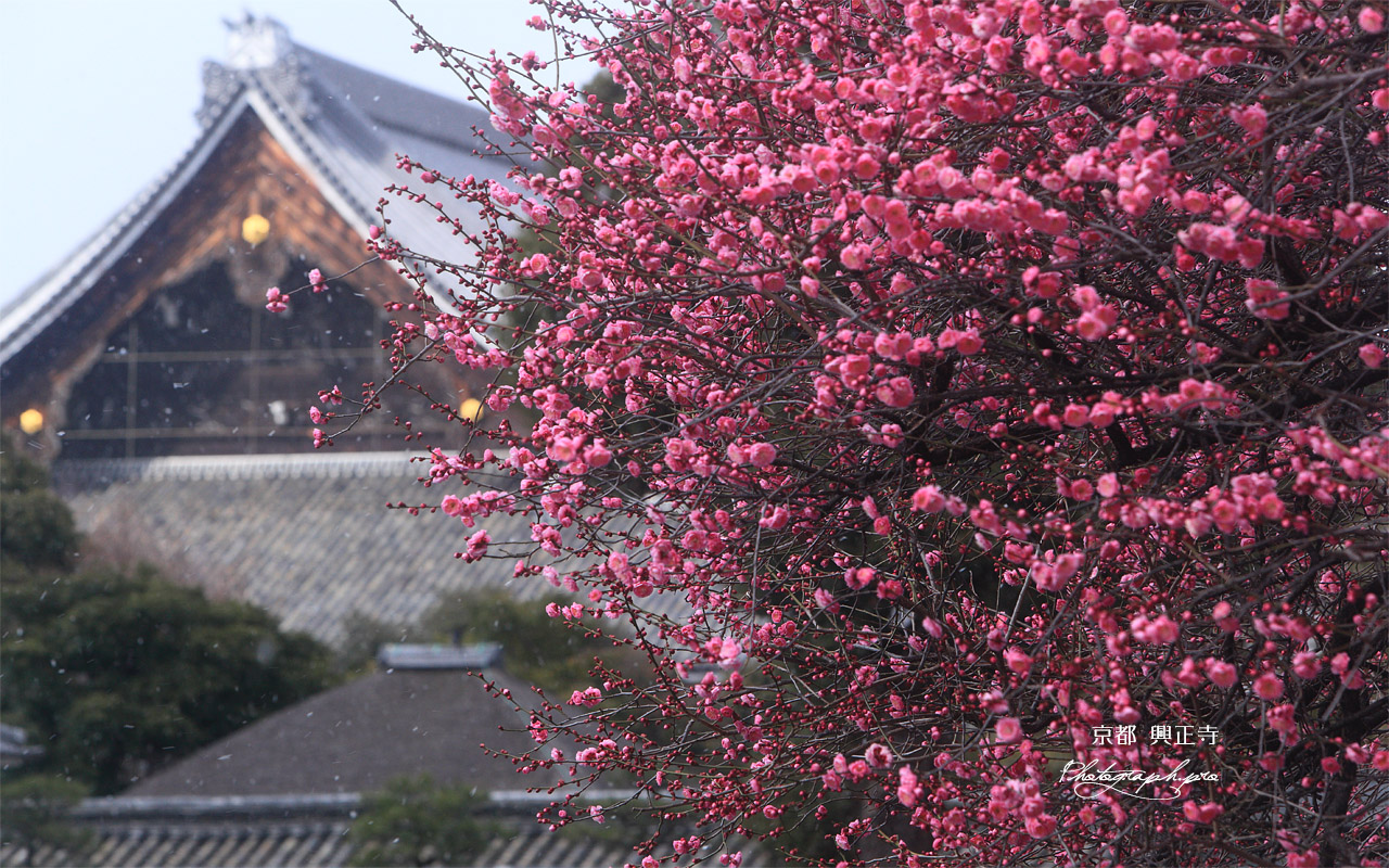 興正寺 風花舞う紅梅 壁紙