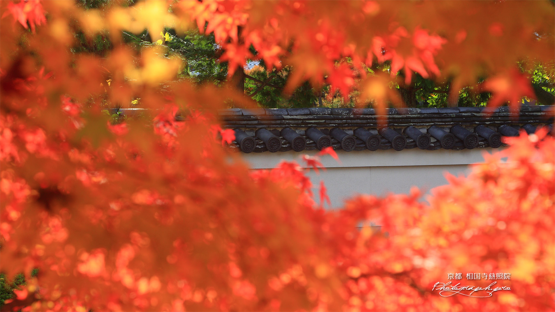 慈照院 慈雲院の紅葉越しに