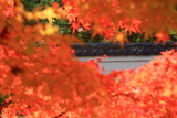 慈照院 慈雲院の紅葉越しに