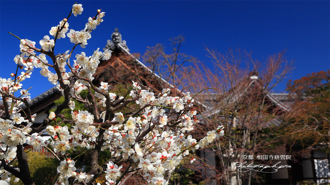 相国寺慈雲院 白梅 壁紙