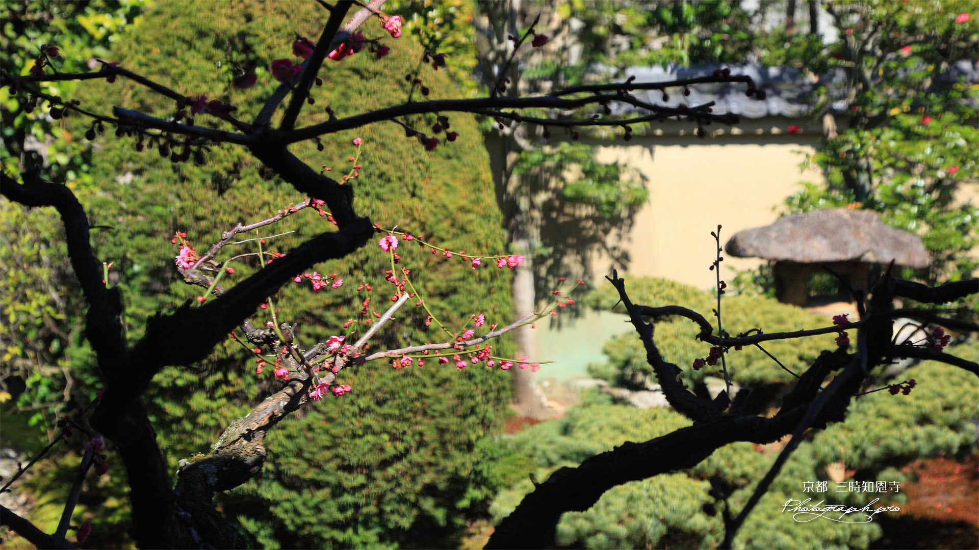 三時知恩寺 大正板ガラス越しの紅梅