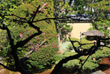 三時知恩寺 大正板ガラス越しの紅梅
