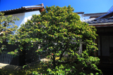 三時知恩寺 中庭の侘助椿