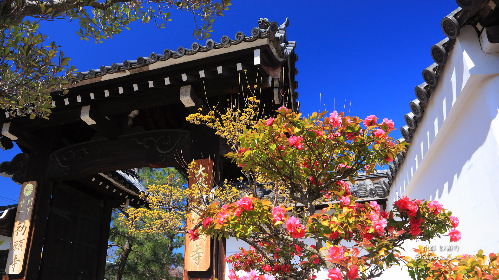 妙顕寺 ツバキと表門