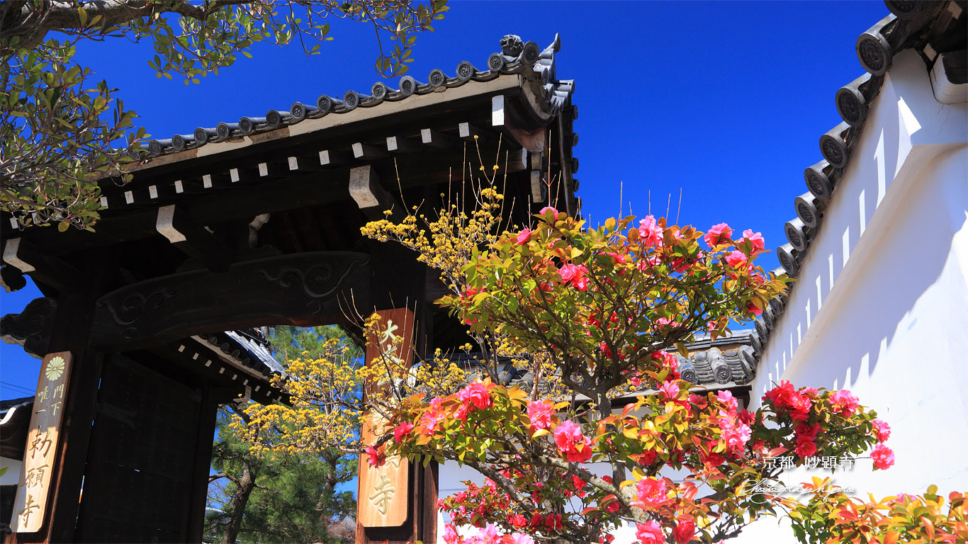 妙顕寺 ツバキと表門 壁紙