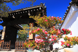 妙顕寺 椿と表門