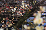 妙顕寺 白梅