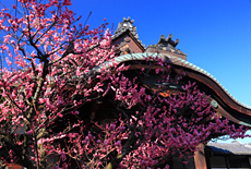 得浄明院