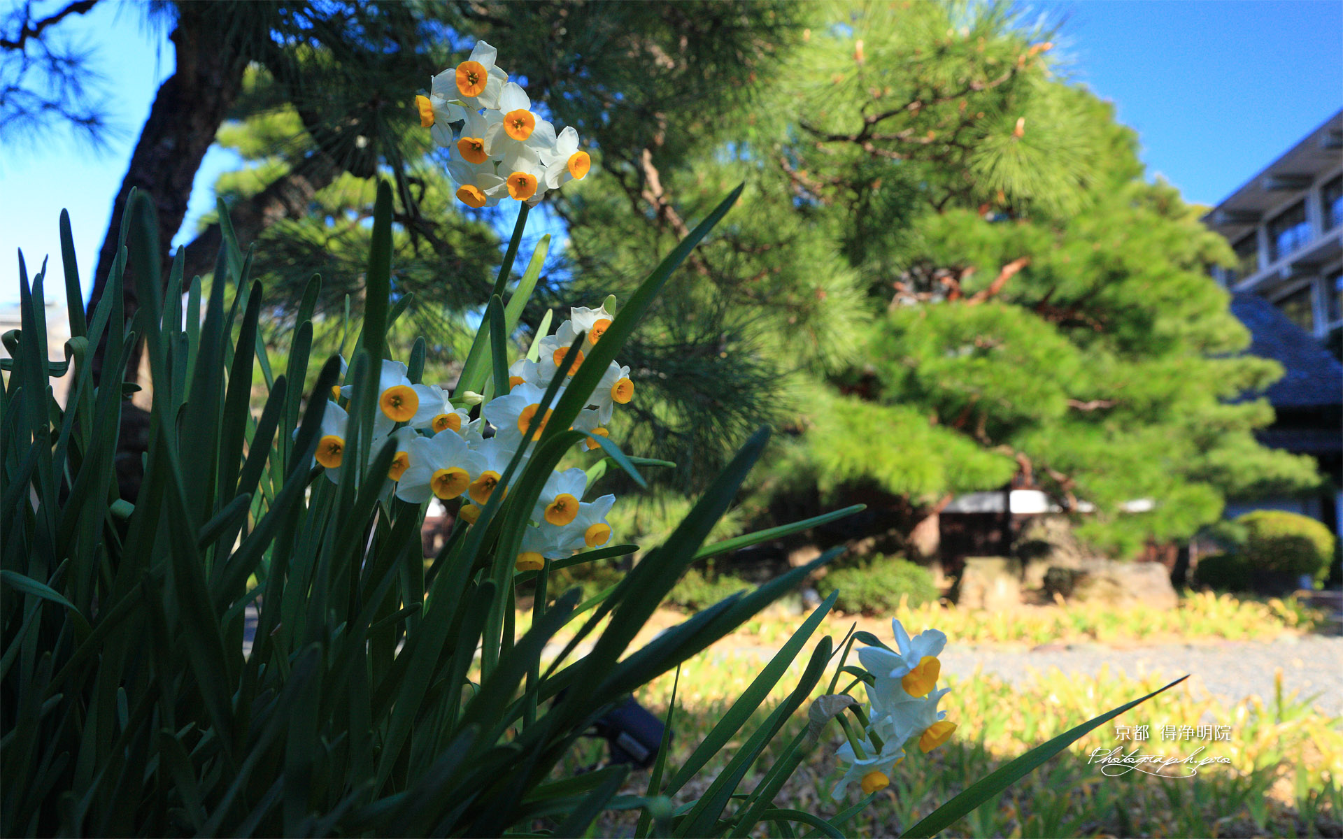 得浄明院 水仙と華頂女子校
