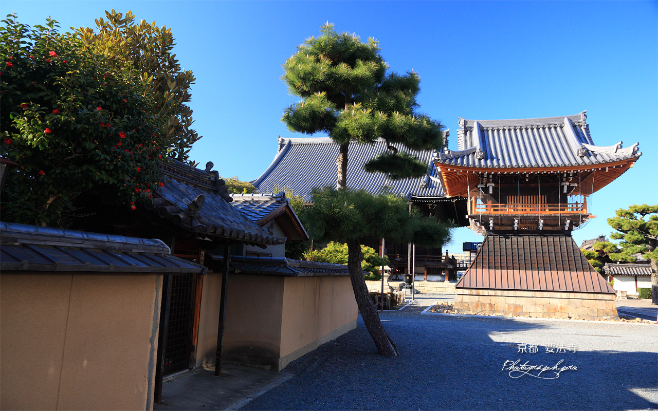 要法寺　本地院のツバキ 壁紙